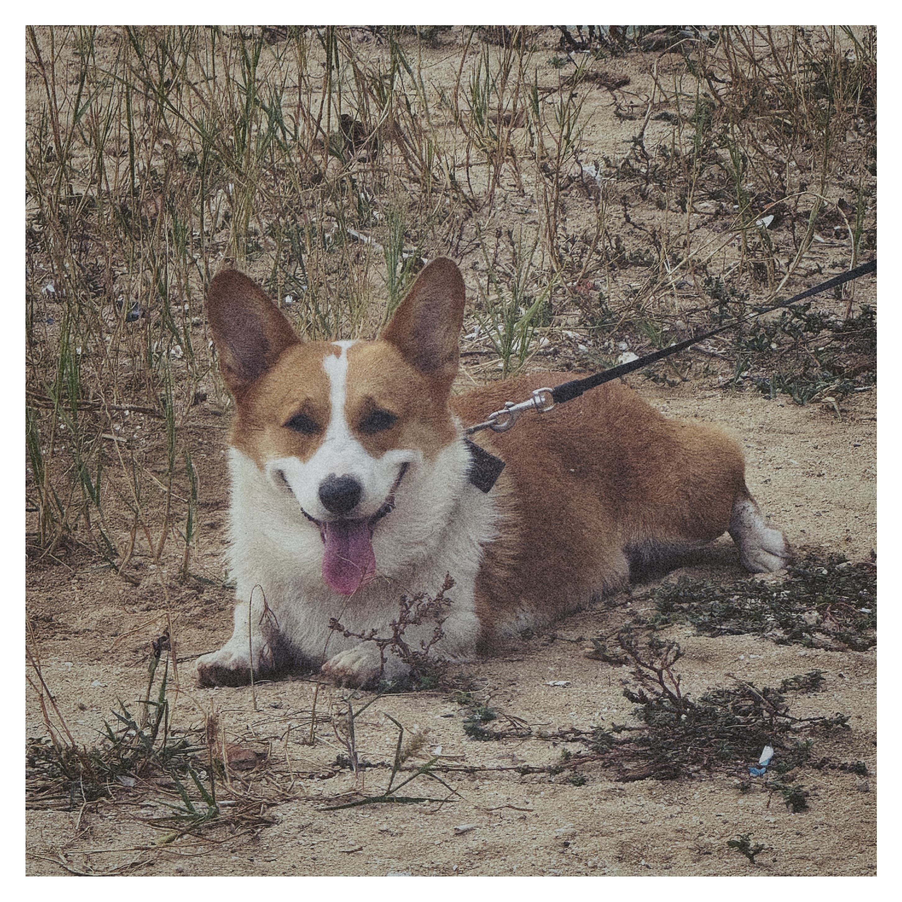 Lovely Dog